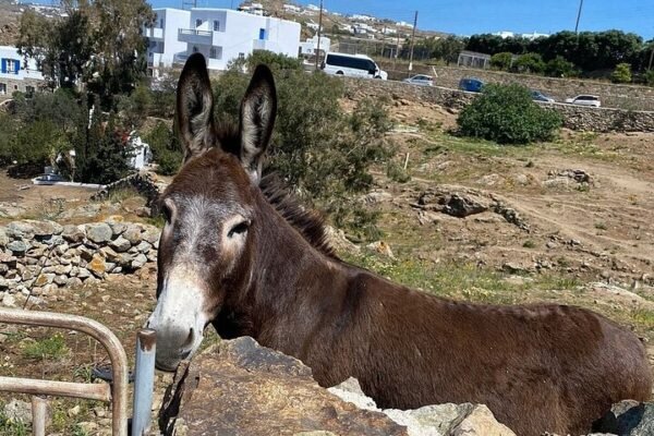 Private Tour: Spectacular Mykonos Island - Image 6